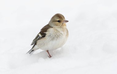Karda kışın yaygın olarak rastlanan dişi (Fringilla coelebs).