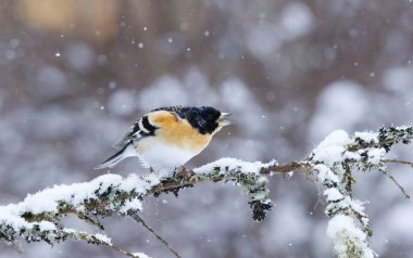 Kızgın Brambling (Fringilla montifringilla) erkek baharda bir dala tünedi..