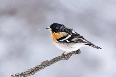 Yaban ördeği (Fringilla montifringilla) erkek, baharda bir dala tünemiş..