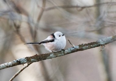 Long-tailed tit (Aegithalos caudatus) sitting on a branch in spring.