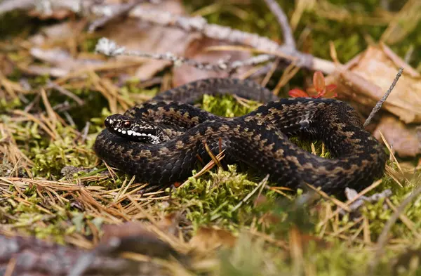 Yaygın Avrupa engerek yılanı veya yaygın Avrupa engereği (Vipera berus) baharın başlarında güneşleniyor.