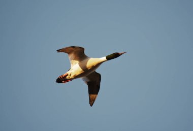 Goosanders veya yaygın merganser (Mergus merganser) erkekler baharda gökyüzünde uçuyorlar.