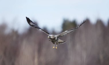 Kaba bacaklı akbaba (Buteo lagopus) baharda gökyüzünde uçuyor..