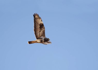 Kaba bacaklı akbaba (Buteo lagopus) baharda gökyüzünde uçuyor..