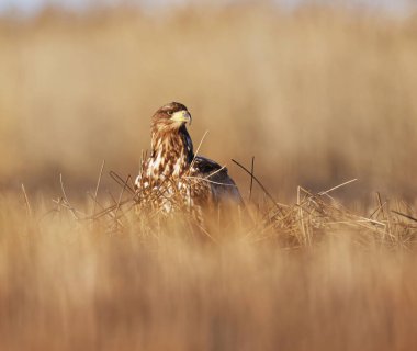 Beyaz kuyruklu kartal (Haliaeetus albicilla) genç bahar aylarında sazlıklarda oturuyor.