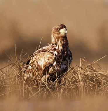 Beyaz kuyruklu kartal (Haliaeetus albicilla) genç bahar aylarında sazlıklarda oturuyor.