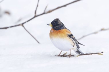 Yaban ördeği (Fringilla montifringilla) erkek, baharda bir dala tünemiş..
