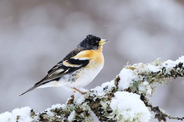 Yaban ördeği (Fringilla montifringilla) erkek, baharda bir dala tünemiş..