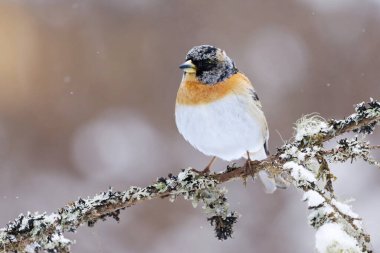 Yaban ördeği (Fringilla montifringilla) erkek, baharda bir dala tünemiş..
