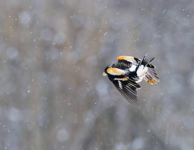 Böğürtlen çalısı (Fringilla montifringilla) erkek baharın başlarında kar yağışı altında uçuyor.