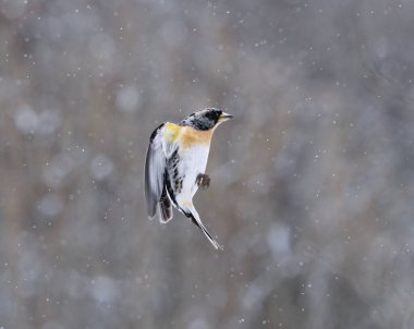 Böğürtlen çalısı (Fringilla montifringilla) erkek baharın başlarında kar yağışı altında uçuyor.