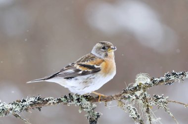 İlkbaharın başında bir dala tünemiş, kar yağışı altında kalan (Fringilla montifringilla) dişi..