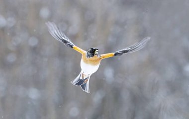 Böğürtlen çalısı (Fringilla montifringilla) erkek baharın başlarında kar yağışı altında uçuyor.