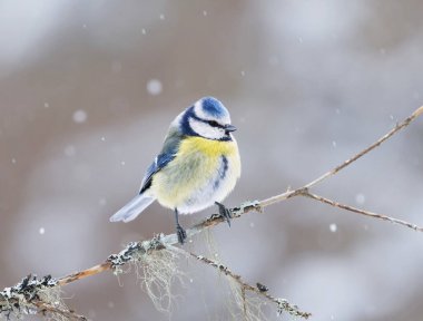 Eurasian blue tit (Cyanistes caeruleus) sitting on a branch in snowfall in the garden in spring.