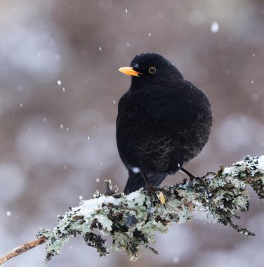 Avrasya karatavuğu veya yaygın karatavuk (Turdus merula) erkek baharın başında bir dalda oturuyor.