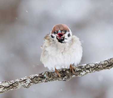 Avrasya ağaç serçesi (Passer montanus) bahar başında kar yağışında gagasını yalamaya çalışan kuş çiçeği virüsü ile.