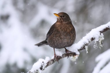 Avrasya karatavuğu ya da yaygın karatavuk (Turdus merula) dişi ilkbaharın başlarında bir dalda oturuyor.