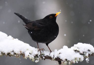 Avrasya karatavuğu veya yaygın karatavuk (Turdus merula) erkek baharın başında bir dalda oturuyor.