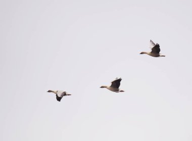 Pembe ayaklı kaz sürüsü (anser brachyrhynchus) ilkbaharda uçar.