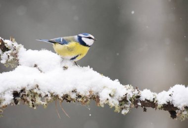Eurasian blue tit (Cyanistes caeruleus) sitting on a branch in snowfall in the forest in spring.