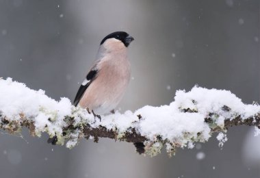 Avrasya ispinozu (Pyrrhula pyrhula pyrhula) baharın başında ormanda bir dalda oturan dişi..