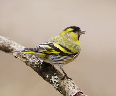 Avrasyalı deri (Spinus spinus) erkek, baharda bir dalda oturuyor..