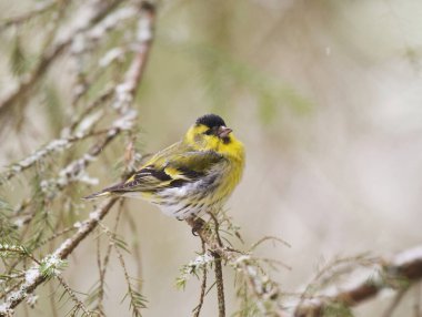 Avrasyalı erkek (Spinus spinus) baharın başında bir dalda oturuyor.