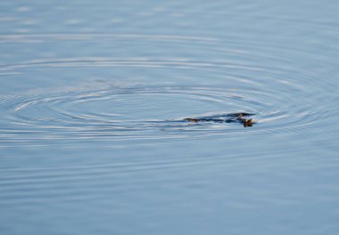 Yaygın kurbağa, Avrupa kurbağası veya ilkbaharda gölde yüzen kurbağa (bufo bufo)..
