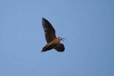 Avrasya orman horozu (Scolopax rusticola) baharda gökyüzünde uçar.
