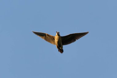 Yazın gökyüzünde uçan Avrasya orman horozu (Scolopax rusticola).