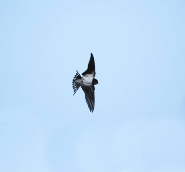 Ahır kırlangıcı (Hirundo rustica) sonbaharda gökyüzünde uçan genç.