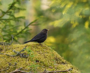 Avrasya karatavuğu ya da yaygın karatavuk (Turdus merula) ilkbaharda ormanda yosunlu bir kayanın üzerinde durur..