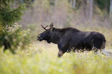 Geyik ya da geyik (Alces alces) sonbaharda tarlada beslenir..