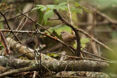 Avrasya Wren 'i (Troglodit trogloditleri) sonbaharda bir ağaç dalına tünemişti..