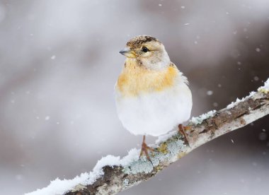 İlkbaharın başında bir dala tünemiş, kar yağışı altında kalan (Fringilla montifringilla) dişi..
