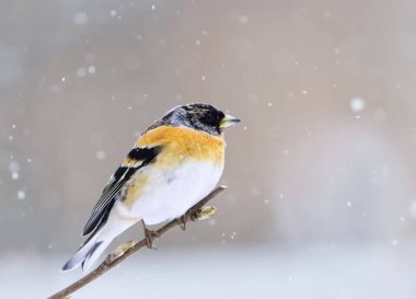 Yaban ördeği (Fringilla montifringilla) erkek, baharda bir dala tünemiş..