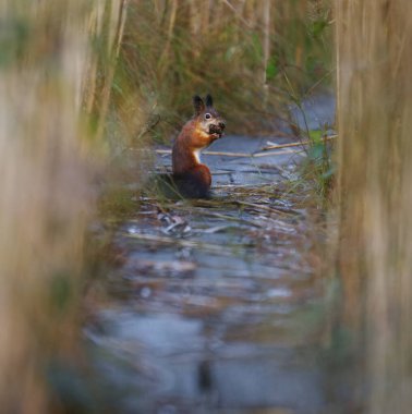 Sonbaharda tahta yolda beslenen kırmızı sincap (Sciurus vulgaris).