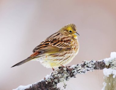 Sarı Çekiç (Emberiza citrinella) kışın bir dalda oturur..