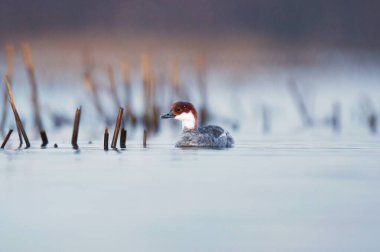 Smew (Mergellus albellus) baharda suda yüzen dişi.
