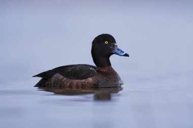 İlkbaharda suda yüzen ördek ya da kadife (Aythya fuligula) dişi..