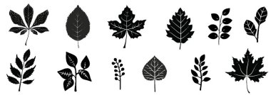  Mürekkep mürekkebi sonbahar çizim seti, vektör yaprak fırça darbesi koleksiyonu, el yapımı organik ikon seti. Soyut saf botanik taslağı modern sonbahar dekorasyon unsuru. Karalama yaprağı dokusu