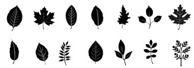 Siyah Siluet Sonbahar Yaprak Vektörü İllüstrasyonu. Çeşitli Yaprak Şeklinin Koleksiyonu.