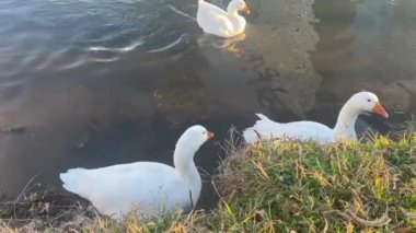 Güneşli bir günde, gölün kenarındaki beyaz kuğular çimlerle çevrili ve su yansıyor.