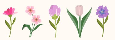 Yumuşak pastel renkte narin bahar çiçekleri ve botanik tasarımı olan çiçek seti. Çiçekli poster, davetiye. Tebrik kartı için vektör bileşimleri.