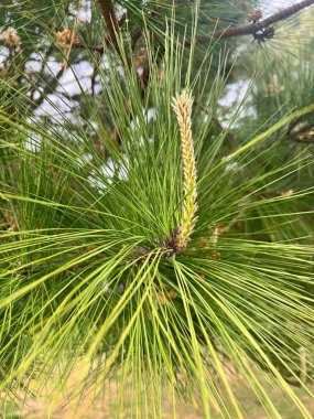 Taze yeşil çam iğneleri ve çam dalına yakın çekim