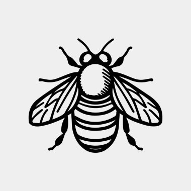 Bal arısı eli çizilmiş vektör vintage çizimleri.