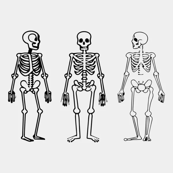 人間の骨格や骨ベクトル図は — ストックベクタ