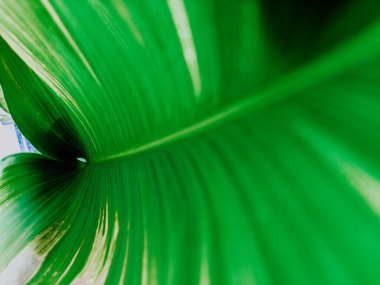 Yeşil yaprağı kapat, doğa arkaplanı.