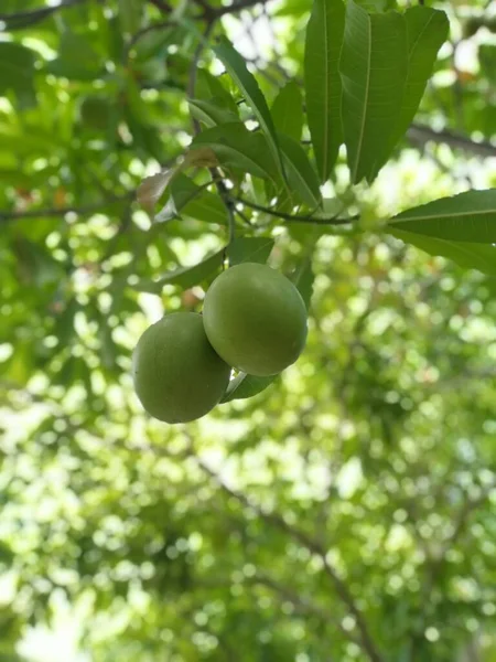 Houtbrug Fruitboom Greengpruimen — Stockfoto