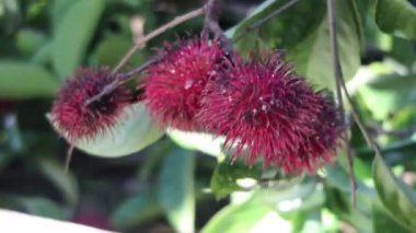 Ağaçtan rambutan meyvesi topluyorum. Rambutan meyvesi hasatı.